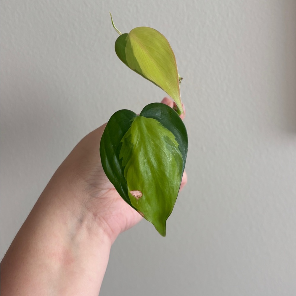 Philodendron Brazil